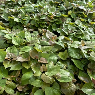 燕薯25高剪苗，棵棵粗壮健康好苗