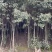【热卖】红叶石楠树规格齐全基地直销支持视频看货