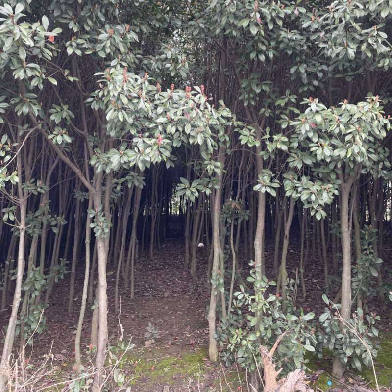 【热卖】红叶石楠树规格齐全基地直销支持视频看货