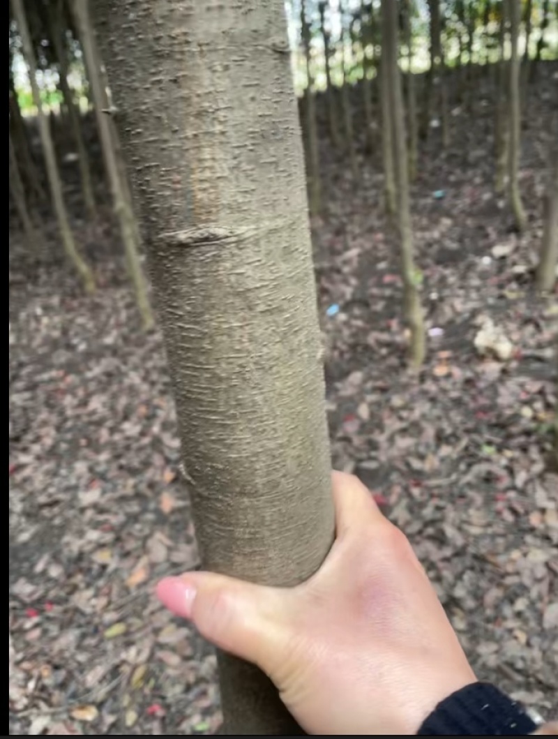 【热卖】红叶石楠树规格齐全基地直销支持视频看货