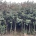 【热卖】红叶石楠树规格齐全基地直销支持视频看货