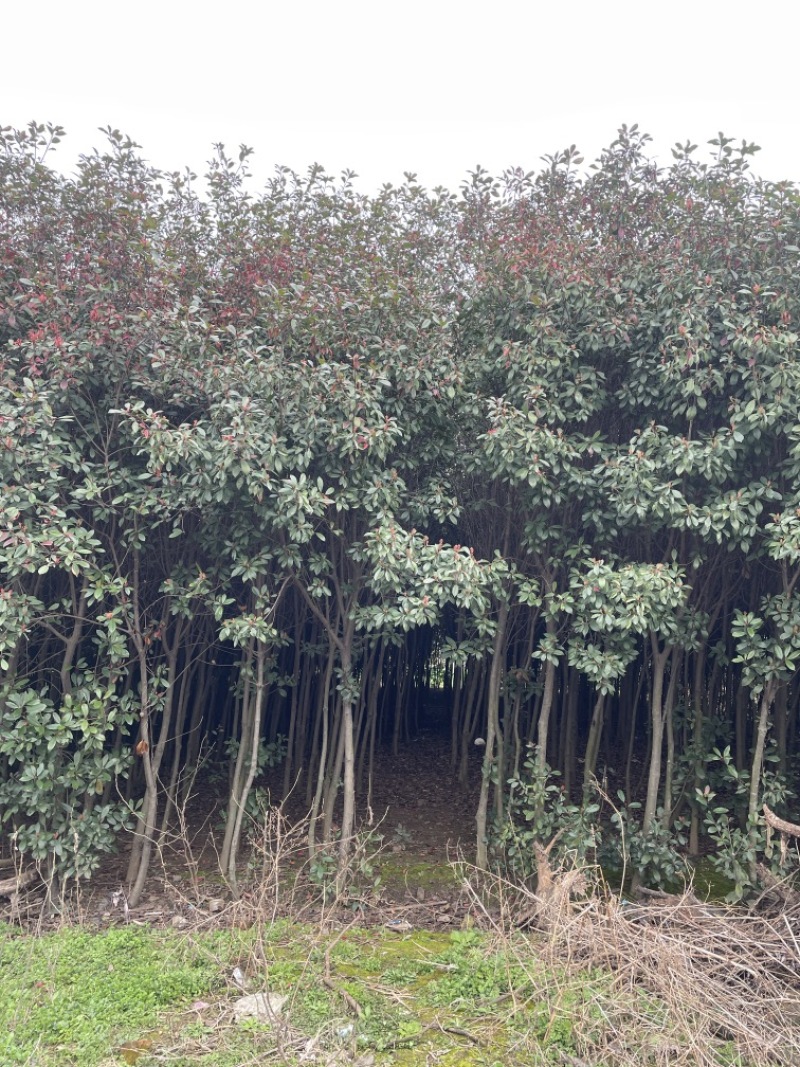 【热卖】红叶石楠树规格齐全基地直销支持视频看货