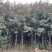 红叶石楠树基地直销规格齐全保质保量价格优惠欢迎采购