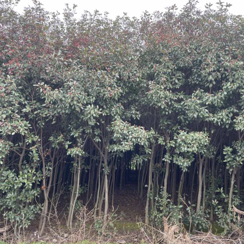 红叶石楠树基地直销规格齐全保质保量价格优惠欢迎采购