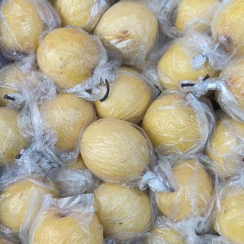 冷库地窑备有大中小蜜梨，蜜梨金黄色核小不黑心脆甜可口，产