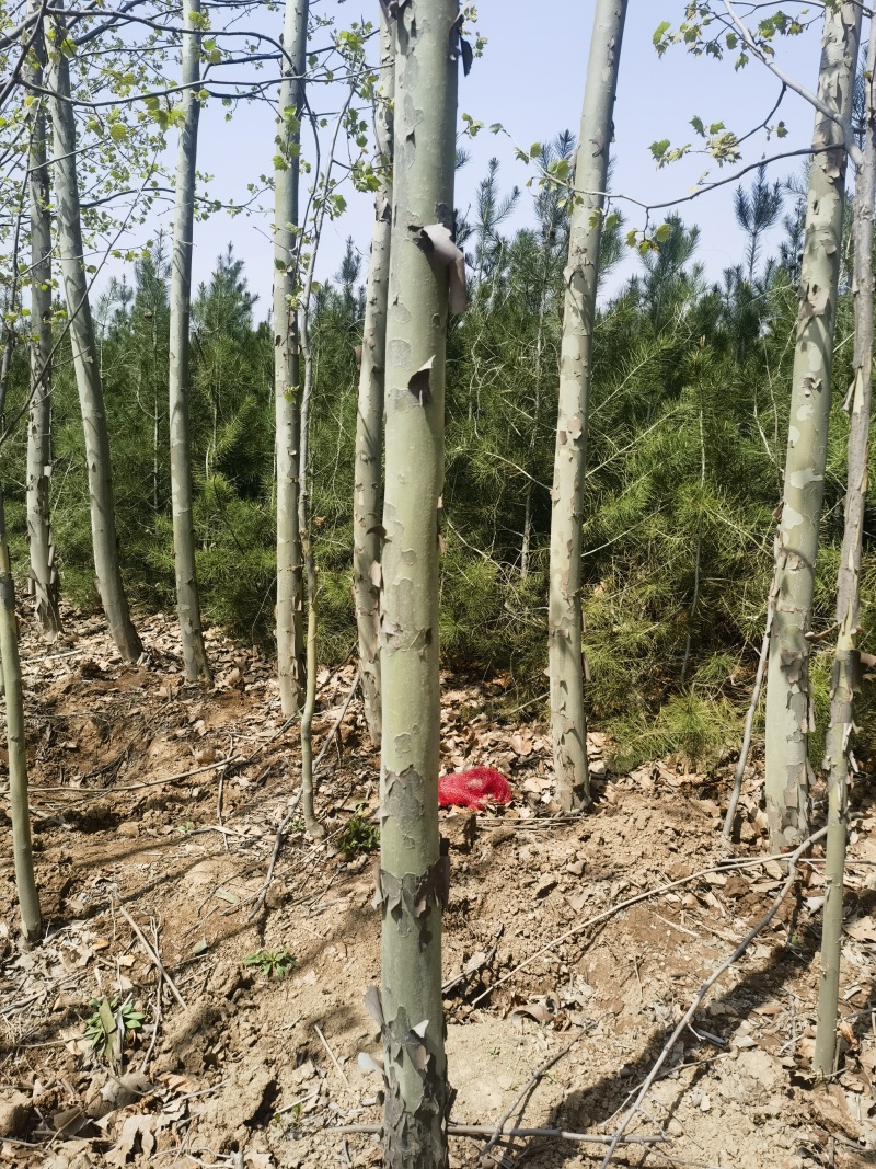 法桐