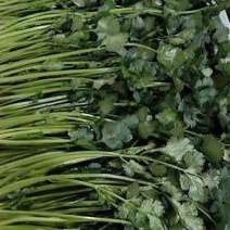 云南红河精品香菜产地一手货源量大价优欢迎随时电话联系