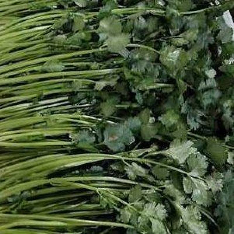 云南红河精品香菜产地一手货源量大价优欢迎随时电话联系