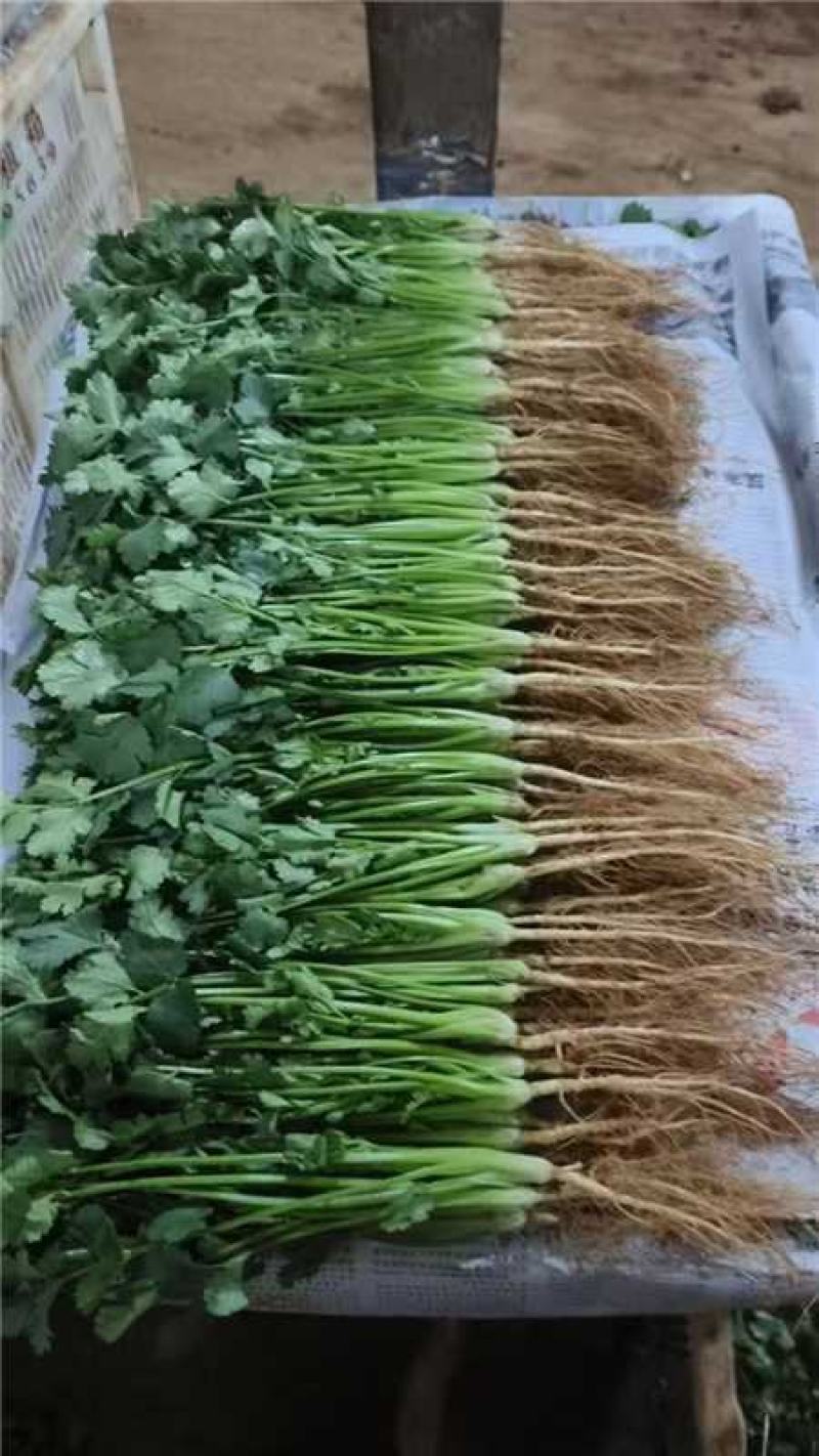 云南红河精品香菜产地一手货源量大价优欢迎随时电话联系