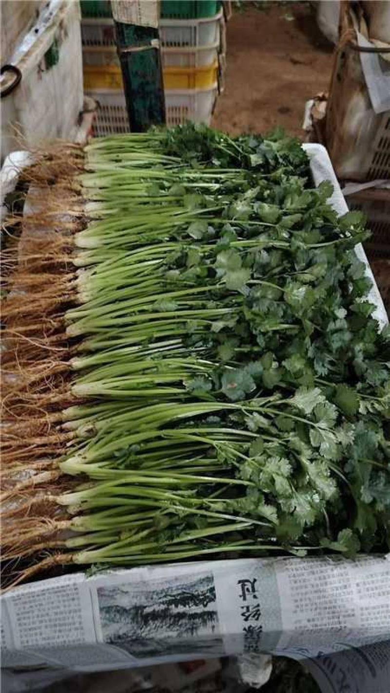 云南红河精品香菜产地一手货源量大价优欢迎随时电话联系