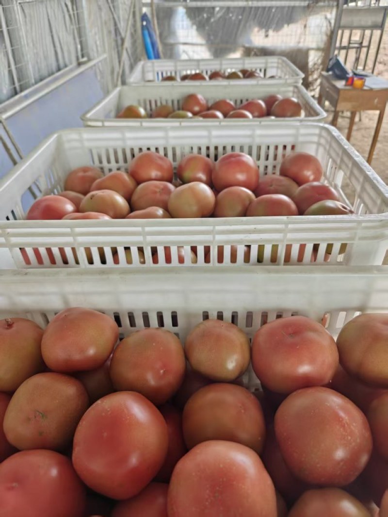 精品山东临沂硬粉西红柿，基地现货保质保量，市场商超供应