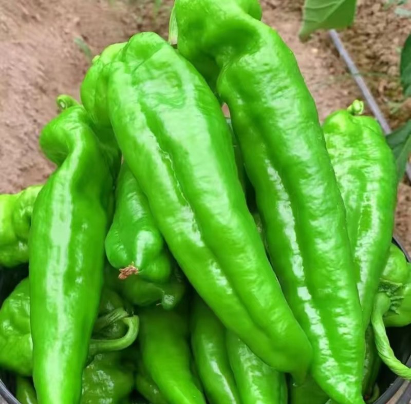 山东临沂泡椒，大量现货保质保量皮薄肉厚，可实地考察看货