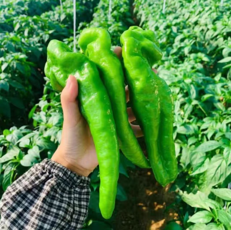 山东临沂泡椒，大量现货保质保量皮薄肉厚，可实地考察看货