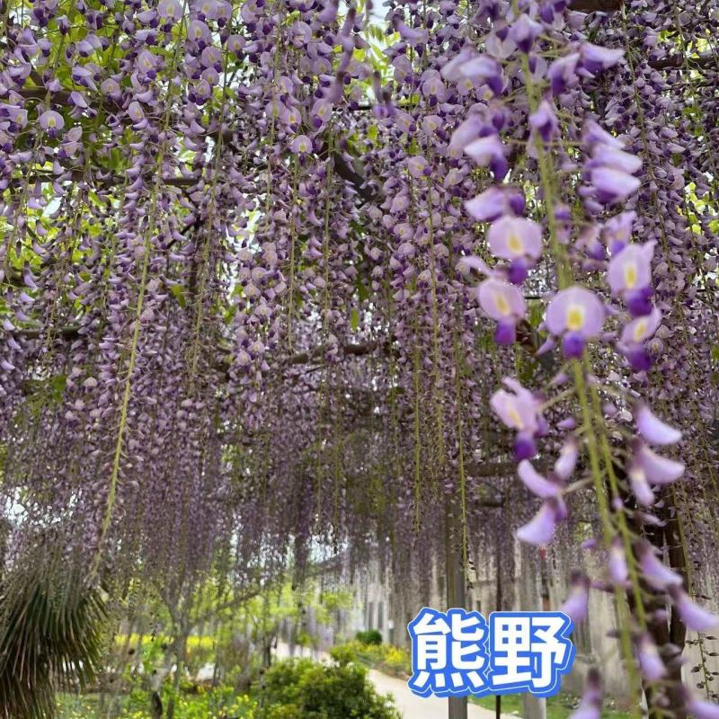 紫藤树多少钱价格