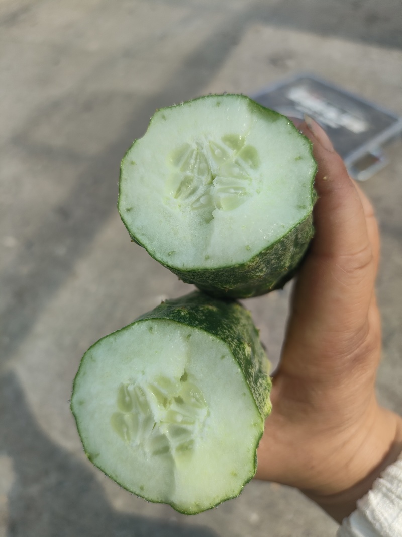 甜香脆本地黄瓜