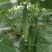 甜香脆本地黄瓜