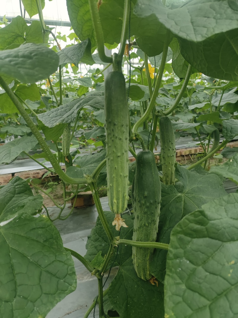 甜香脆本地黄瓜