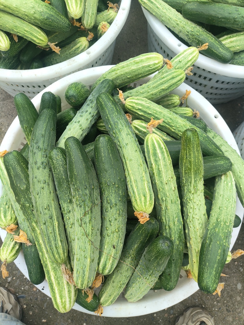 甜香脆本地黄瓜