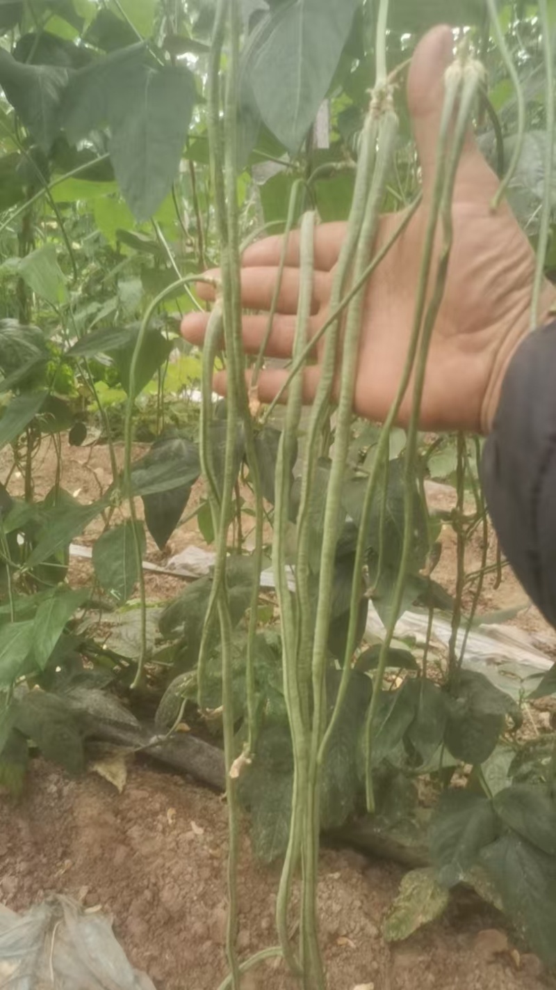 长条豆角，河北产地批发，一手货源，保质保量对接全国