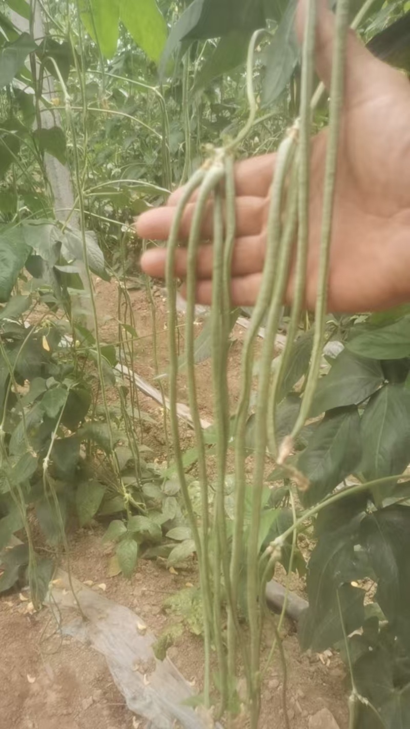 长条豆角，河北产地批发，一手货源，保质保量对接全国