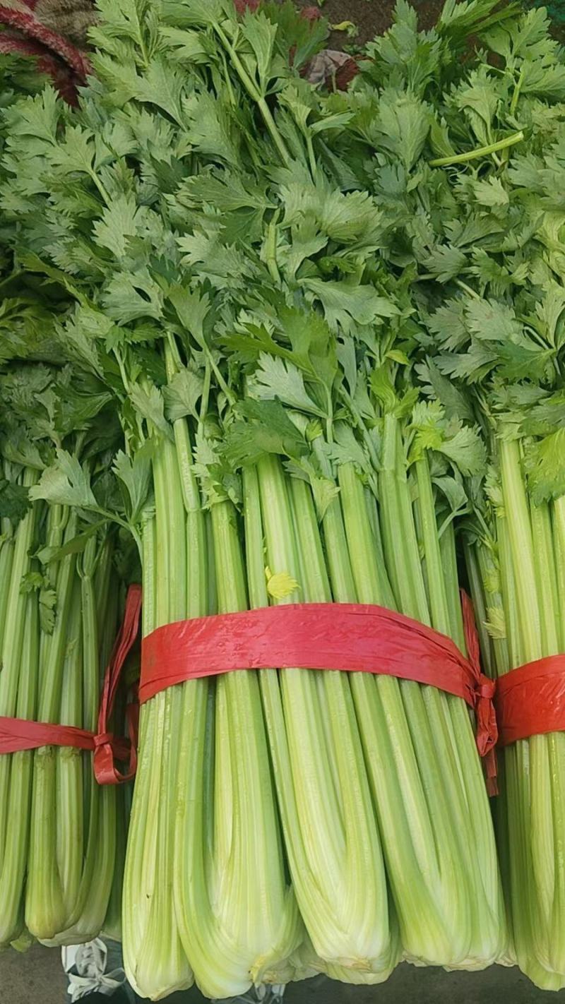 芹菜精品香芹基地一手货源可预订可订单对接商超档口市场