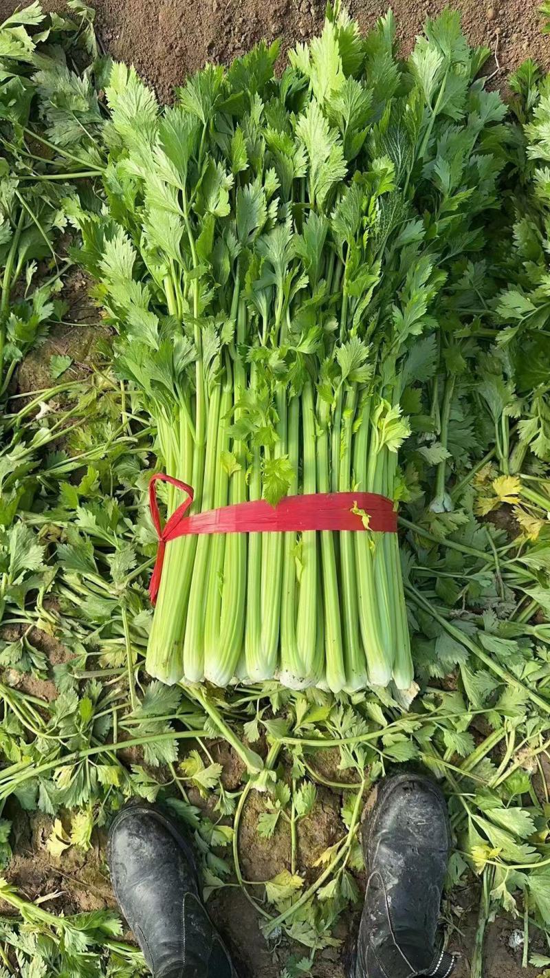 芹菜精品香芹基地一手货源可预订可订单对接商超档口市场