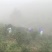 高山云雾茶绿茶（金萱）高山富硒土壤、纯手工炒制