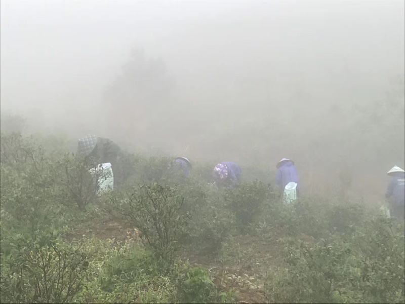 高山云雾茶绿茶（金萱）高山富硒土壤、纯手工炒制