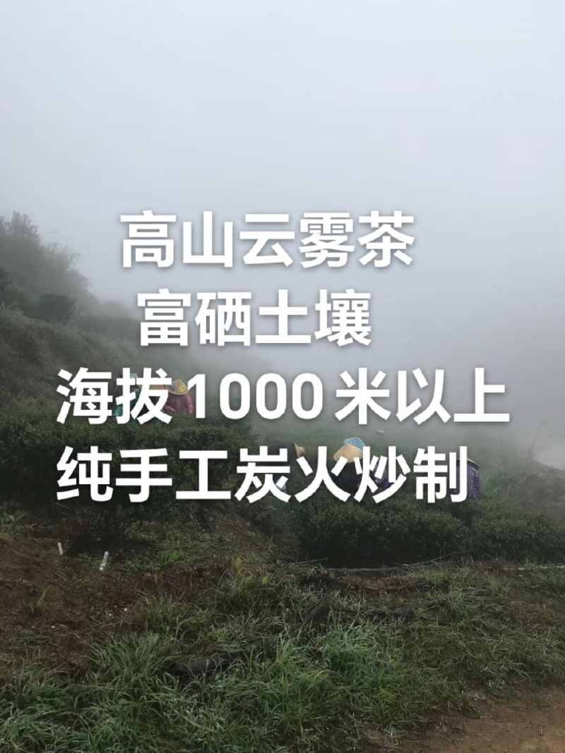 高山云雾茶绿茶（金萱）高山富硒土壤、纯手工炒制