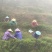 高山云雾茶绿茶（金萱）高山富硒土壤、纯手工炒制