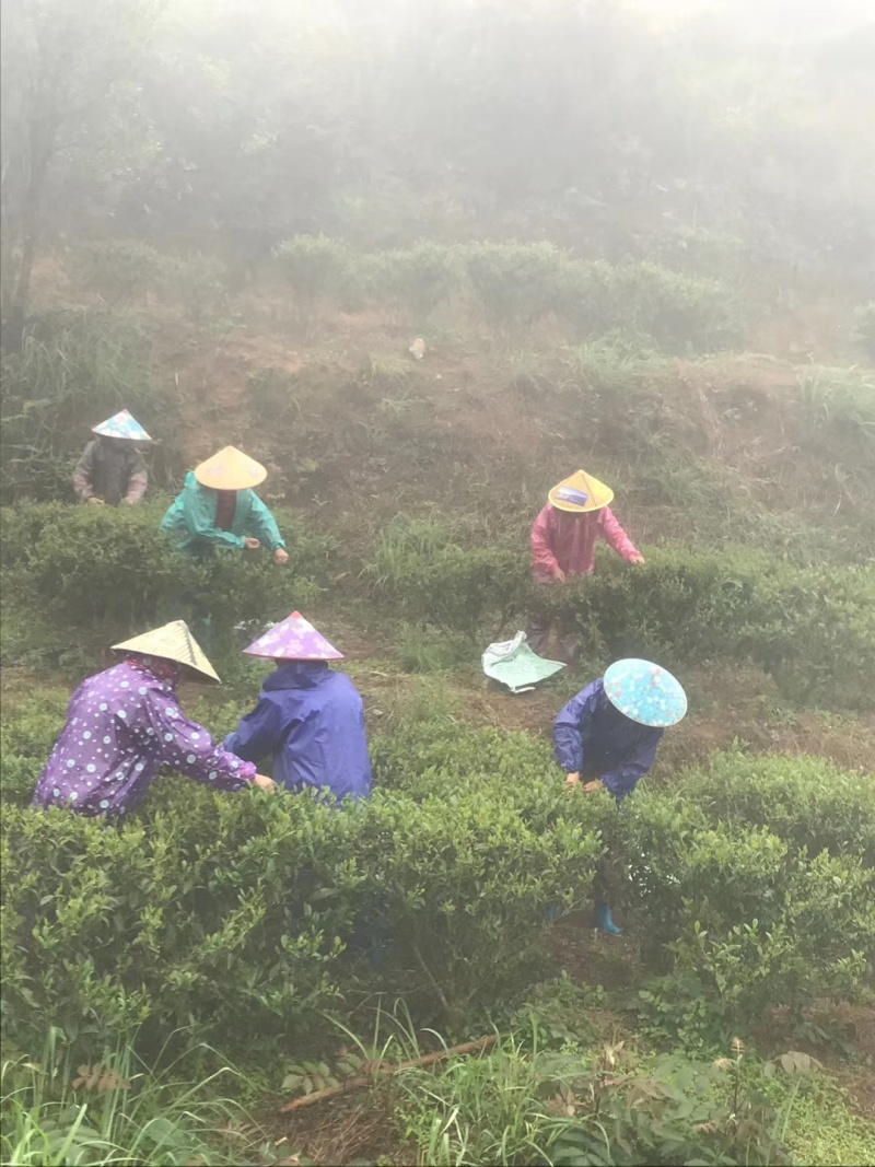 高山云雾茶绿茶（金萱）高山富硒土壤、纯手工炒制