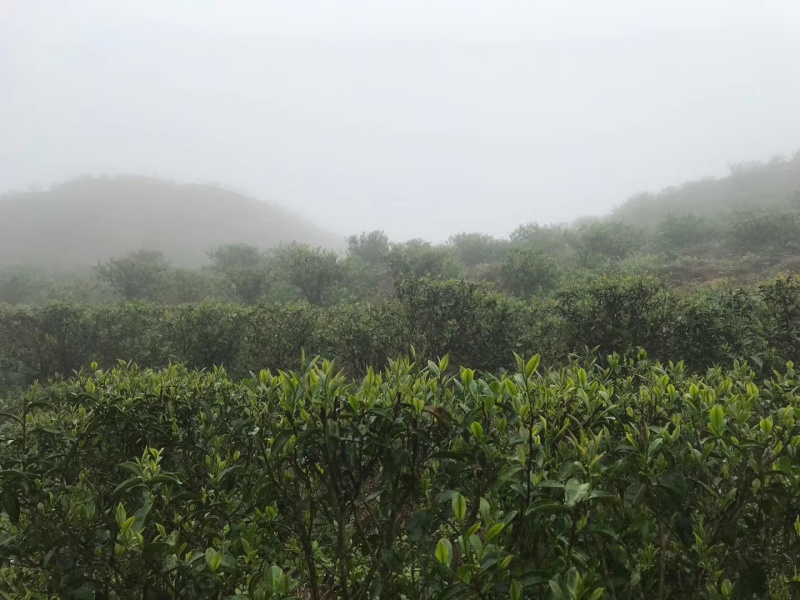 高山云雾茶绿茶（金萱）高山富硒土壤、纯手工炒制