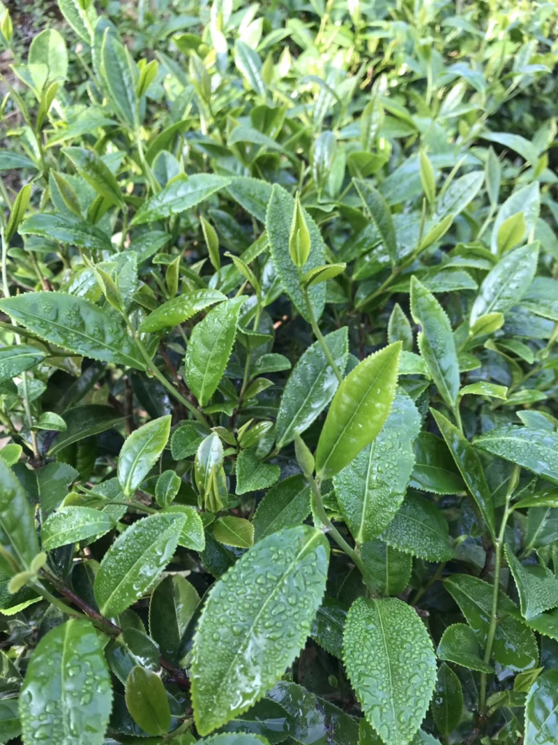高山云雾茶绿茶（金萱）高山富硒土壤、纯手工炒制