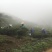 高山云雾茶绿茶（金萱）高山富硒土壤、纯手工炒制