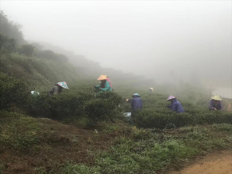 高山云雾茶绿茶（金萱）高山富硒土壤、纯手工炒制