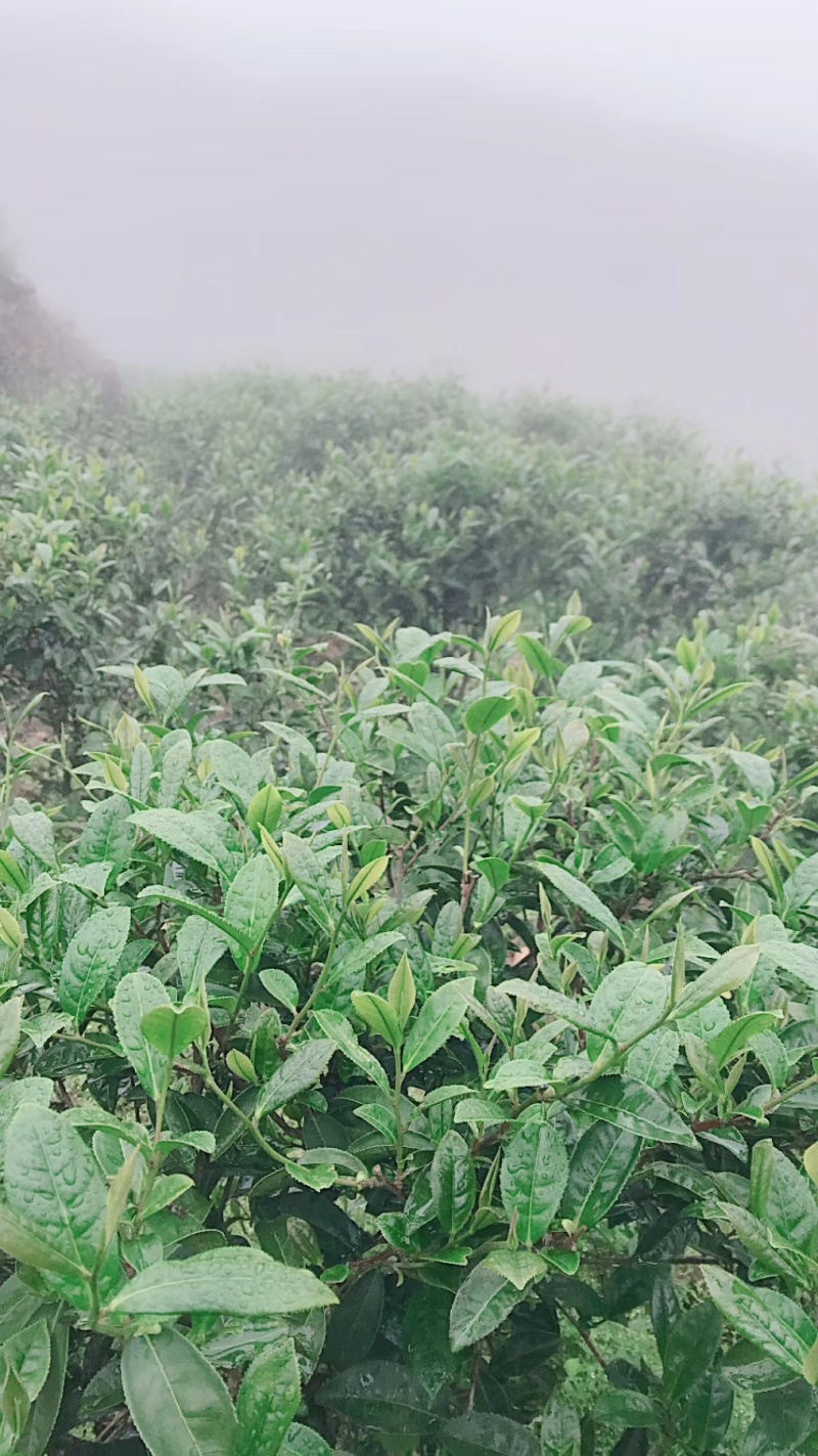 高山云雾茶绿茶（金萱）高山富硒土壤、纯手工炒制