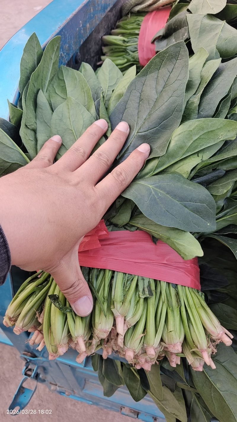 露天菠菜大量上市了，捆把，装箱，各种规格。