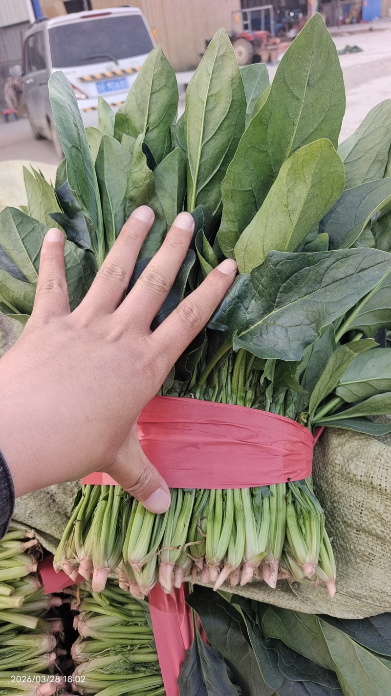 露天菠菜大量上市了，捆把，装箱，各种规格。
