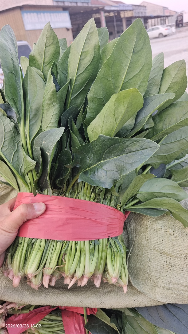 露天菠菜大量上市了，捆把，装箱，各种规格。