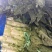 湖北当阳莴笋红尖叶莴笋大量供应产地直发