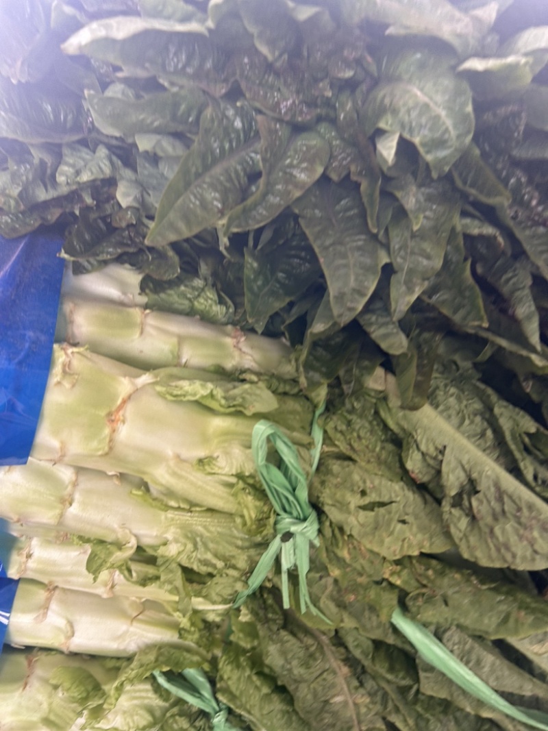 湖北当阳莴笋红尖叶莴笋大量供应产地直发