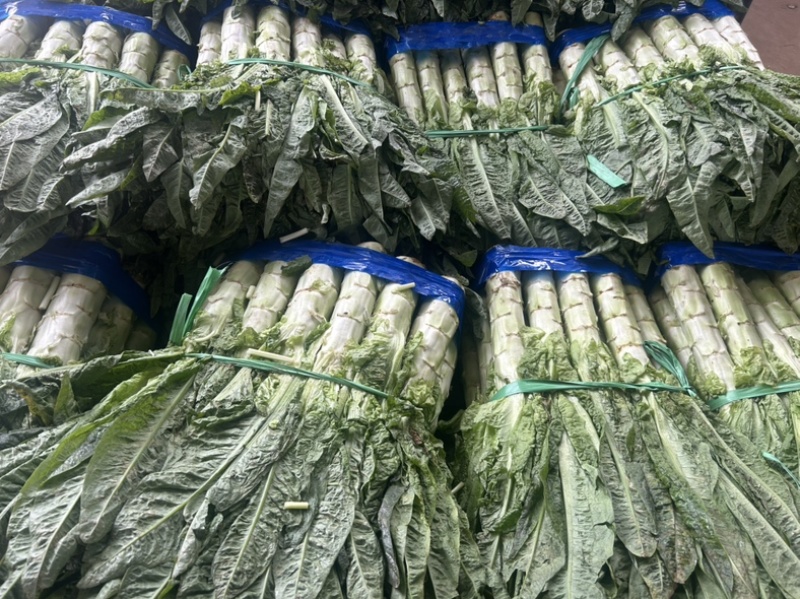 湖北当阳莴笋红尖叶莴笋大量供应产地直发