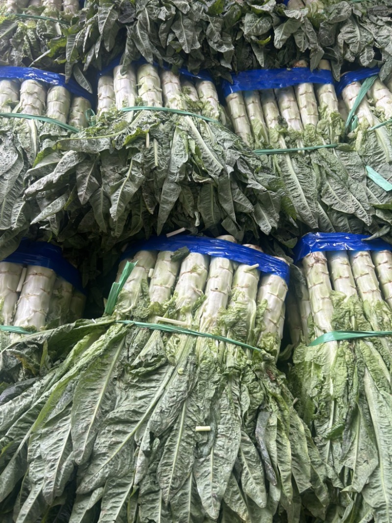 湖北当阳莴笋红尖叶莴笋大量供应产地直发