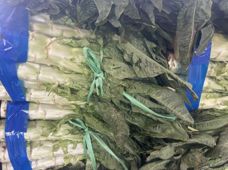 湖北当阳莴笋红尖叶莴笋大量供应产地直发