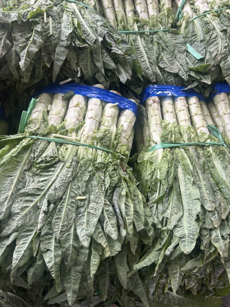 湖北当阳莴笋红尖叶莴笋大量供应产地直发