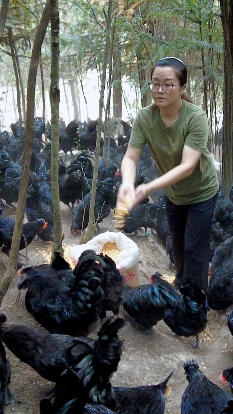 万源旧院黑鸡麻辣鸡块，可对接各大电商商超等，量大从优