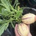 带花带果人参果盆栽现货人参果苗