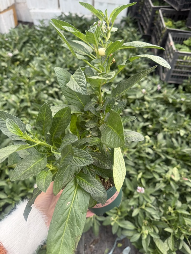 带花带果人参果盆栽现货人参果苗