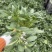 带花带果人参果盆栽现货人参果苗