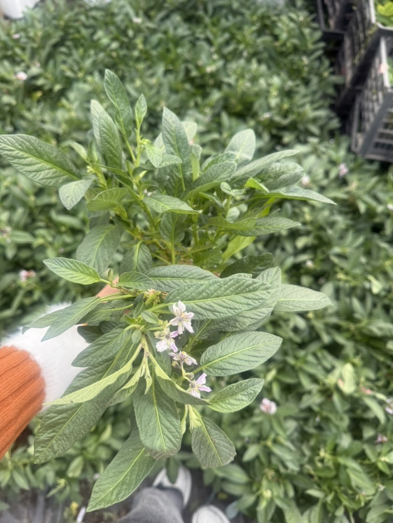 带花带果人参果盆栽现货人参果苗